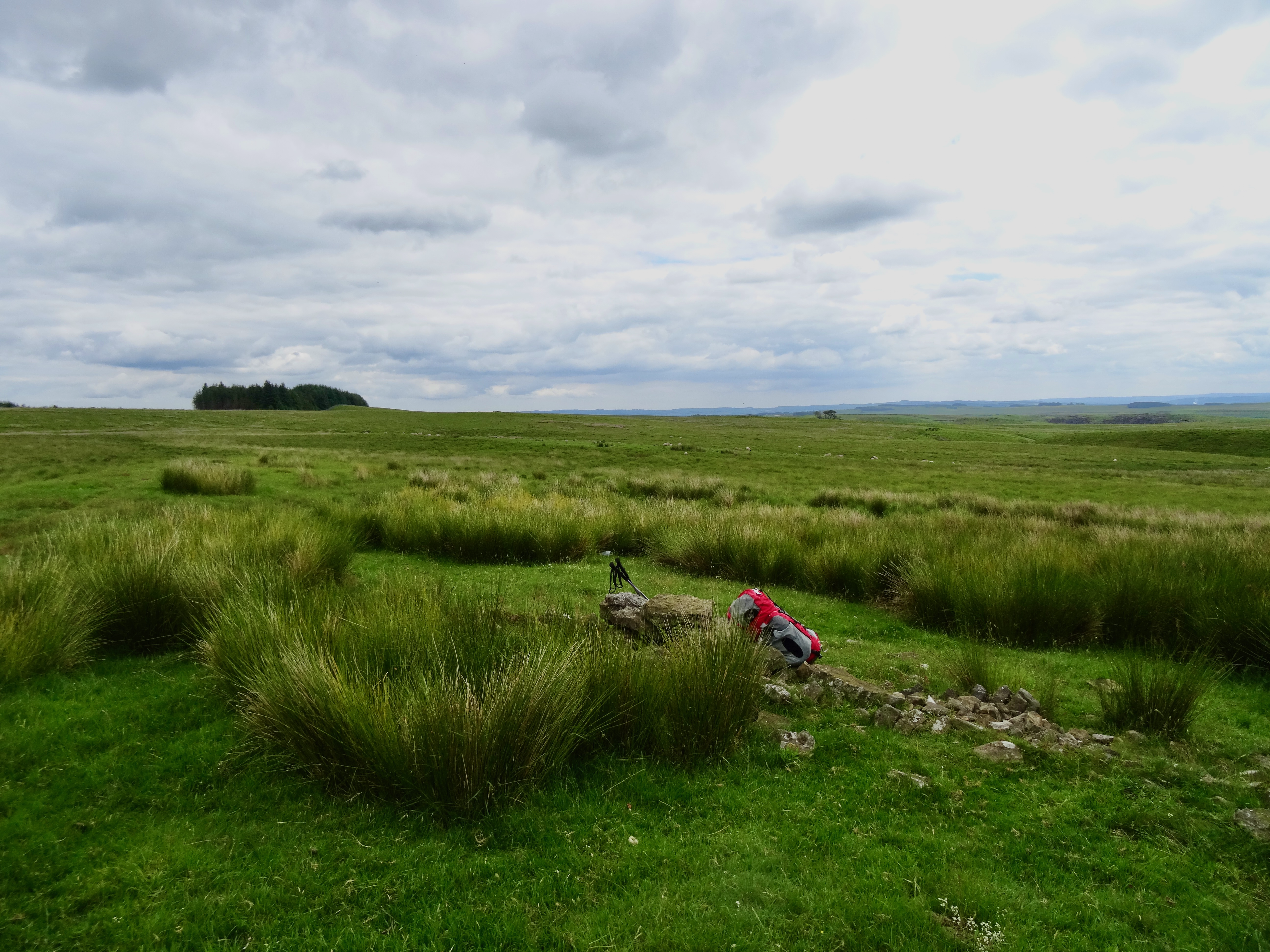 grass pastureland